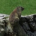 Felsenmurmeltier / marmotta della roccia :-)