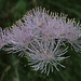 Akeleiblättrige Wiesenraute (Thalictrum aquilegiifolium)