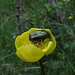 Der Rosenkäfer (Cetoniinae) hat schon die halbe Trollblume (Trollius europaeus) aufgefressen / ha già mangiato la metà del fiore