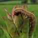 Eine Blattwespenlarve auf dem Karlszepter / Larva di una Tenthredinidae