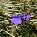 Lange ist der Schnee hier noch nicht weg - Volle Blüte am Joch I