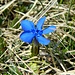 Lange ist der Schnee hier noch nicht weg - Volle Blüte am Joch II