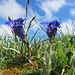 Bergblumenrunde 2