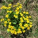 Bergblumenrunde 10