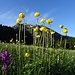 Schnierenhörnlis - mit Trollblumen-Knabenkraut-"Vorhang"