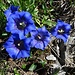 Bergblumenrunde 12