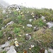 Blümlis zuhauf - die Aurikel hatten ihre Blüten noch nicht ausgefahren