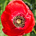 Mohn am Wegrand