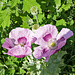 Am Sonnenberger Panoramaweg: Schlafmohn (Papaver somniferum)