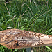 Künstler Holzwurm