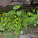 Gelbe Veilchen (Viola biflora)