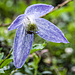 Alpenrebe (Clematis alpina)