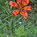 Feuerlilie 1