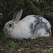 Das weiße wilde Kaninchen von / il coniglio bianco selvatico di Laconella