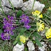 feine Fabaceae-Farbkombination
