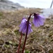 Soldanellen - die ersten Blumen nach dem Schnee