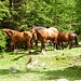 Frei laufende Pferde im Val Vau