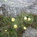 <b>Anemone solforosa (Anemone sulphurea).</b>