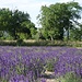 Lavendelfeld bei Diós
