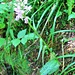 Dactylorhiza maculata (L.) Soò<br />Orchidaceae<br /><br />Orchide macchiata.<br />Orchis tacheté.<br />Geflecktes Knabenkraut.