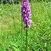 Dactylhoriza maculata (L.) Soò<br />Orchidaceae<br /><br />Orchide macchiata.<br />Orchis tacheté.<br />Geflecktes Knabenkraut.
