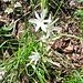 Anthericum liliago L.<br />Asparagaceae<br /><br />Lilioasfodelo maggiore.<br />Anthéric a fleur de lis.<br />Astlose Graslilie.