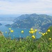 Trollblumen vor Vierwaldstättersee und Rigi-Gipfeln