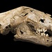 <b>Cranio di leone delle caverne.</b>