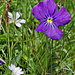 Alpenveilchen (Viola calcarata)