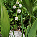 Verspätetes und verstecktes Maiglöckchen (Convallaria majalis)