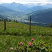 Alpenrosen, dahinter Gstaad und Saanen