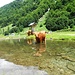 Anguswinningpool.