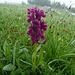 eine wunderschöne Blume im Regen (Orchis?)
