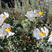 Matilija poppies, also known as "fried egg plant". <br />These flowers have diameter of about 5 inches (13 cm)!