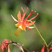  Crimson Columbine (Aquilegia Formosa) a very attractive wildflower native to western North America
