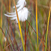 Schmalblättriges Wollgras (Eriophorum angustifolium)