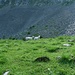 Schafe vor dunklem Hintergrund