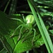 Grüne Huschspinne (Micrommata virescens) Weibchen / femmina<br /><br />(Heinz Pic)