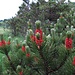 Blühende Bergkiefer (Pinus mugo) im Moor / Pinus mugo in fiore nella palude