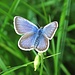 Plebejus argus, Argus-Bläuling

Dieses Blau ist so unendlich schön in der Natur! / In natura questo blu è semplicemente stupendo!