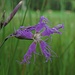  Pracht-Nelke, Dianthus superbus