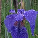 Sibirische Schwertlilie (Iris sibirica), nass / bagnata