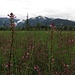 Sumpf-Läusekraut (Pedicularis palustris) vor den Ammergauer Alpen