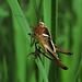 Alpen-Strauchschrecke (Pholidoptera aptera), Nymphe