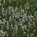 Wollgräser (Eriophorum)