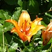 Feuerlilie (Lilium bulbiferum) auf Arnau