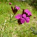 Karthäusernelken (Dianthus carthusianorum)