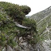 Alpenrosen an schlechter zugänglicher Lage