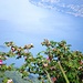 Heckenrosen 1000m über dem Lago Maggiore