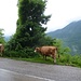 Achtung Kühe! die stehen immer wieder mal mitten auf der Strasse und wundern sich, weshalb hier Autos fahren ... ;-)